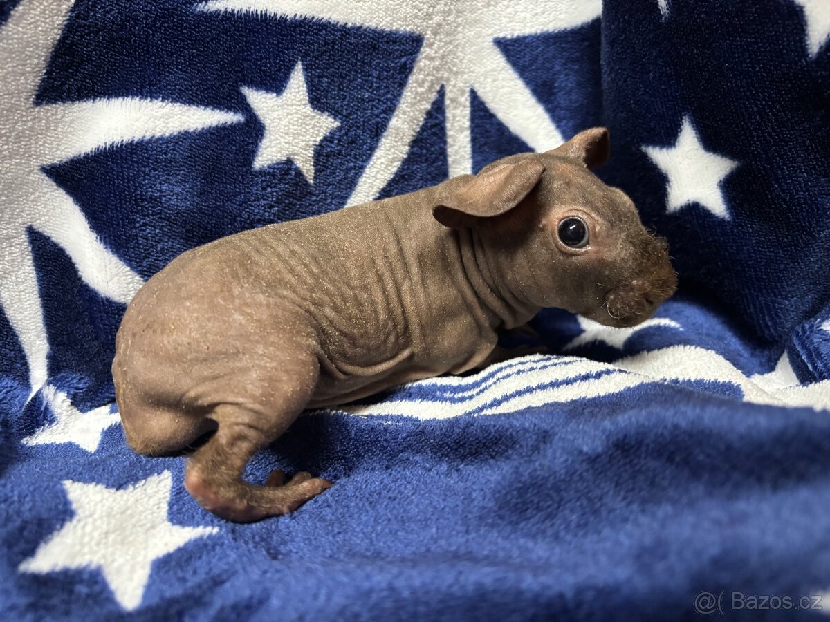 Skinny morče, samečci s PP - 7