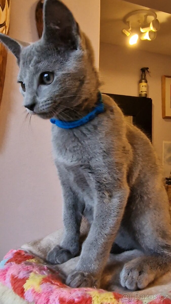 Ruska modrá koťátka s pp - 7