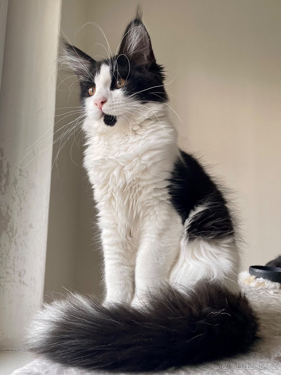 Mainská mývalí bez PP - 7