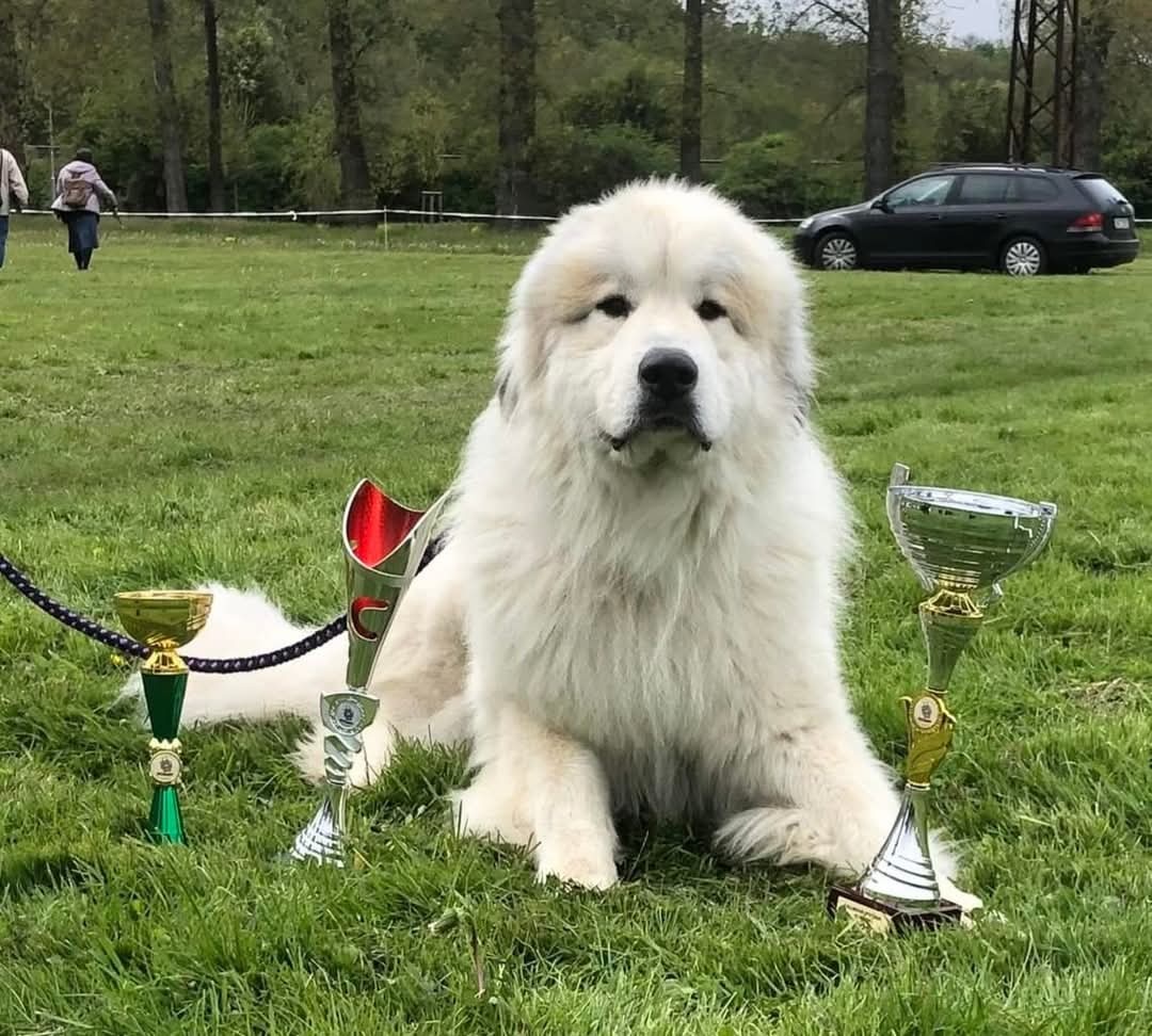 Pyrenejský horský pes - 7