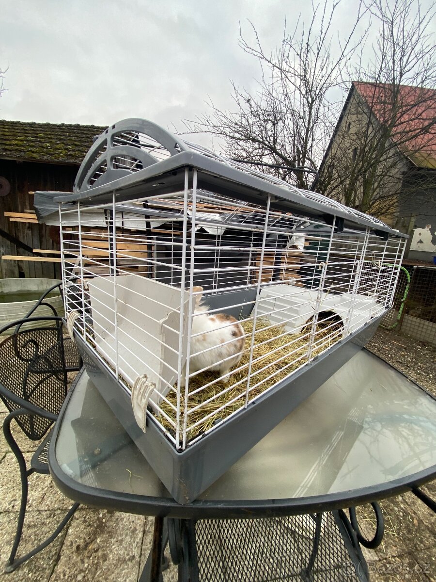 prodám králíčka teddylviček+beranek - 7