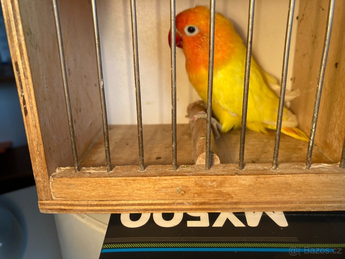 Agapornis fischeri - 7