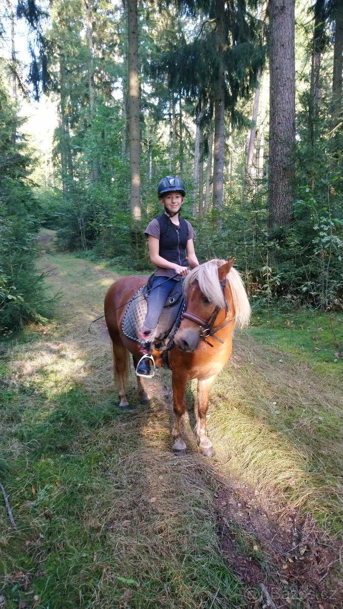 poník 125 cm KVH, 7 let, poloviční Hafling - 7