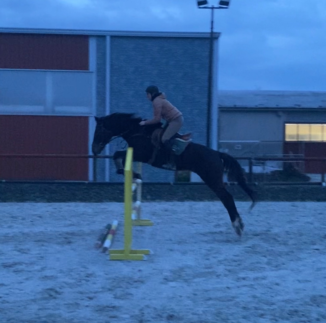 Klisna A1/1 9let - 7