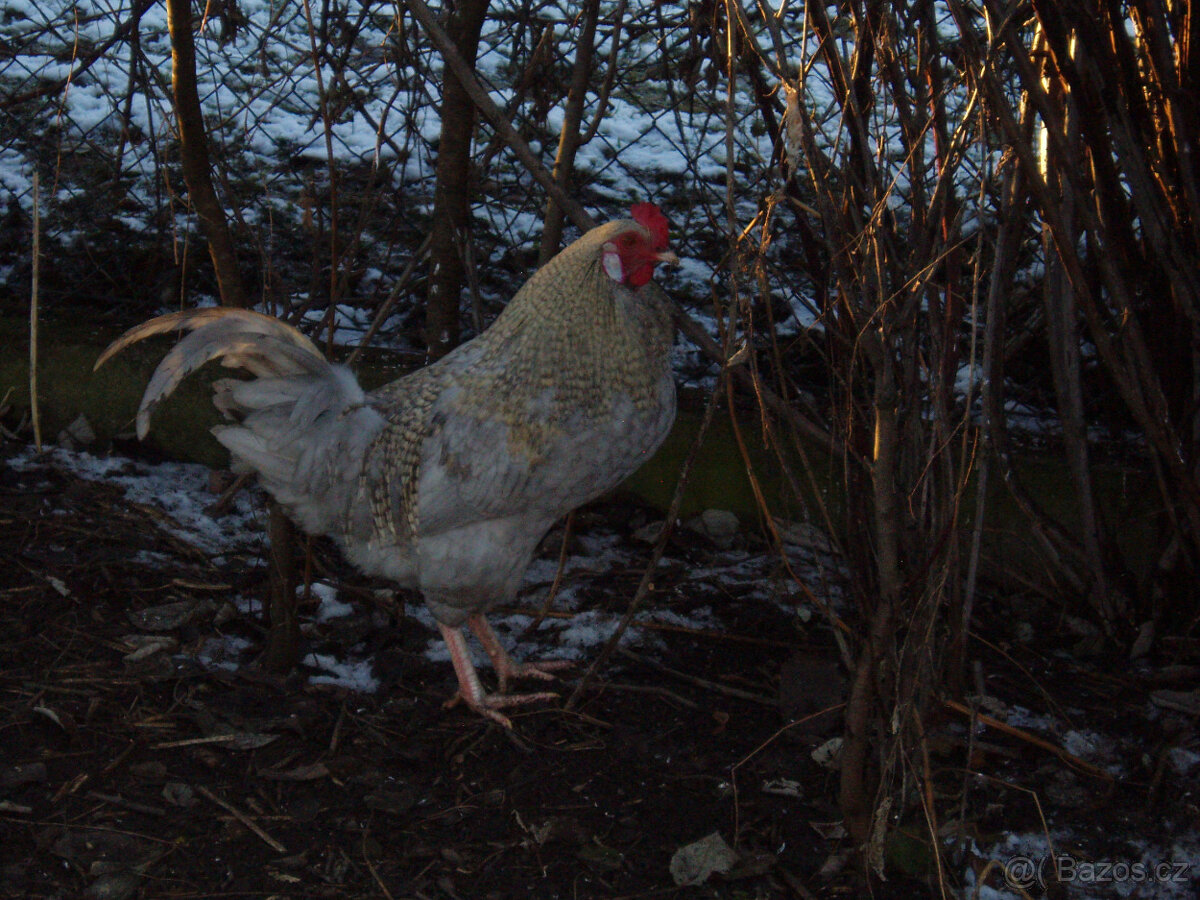 Kohout do chovu k prodeji - 7