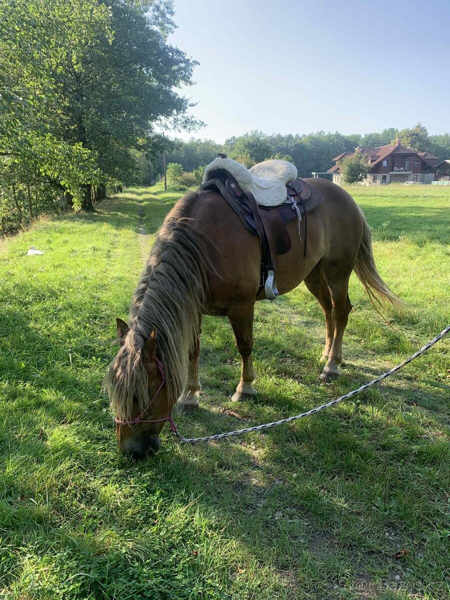 Klisna slezsky norik 5 let - 7