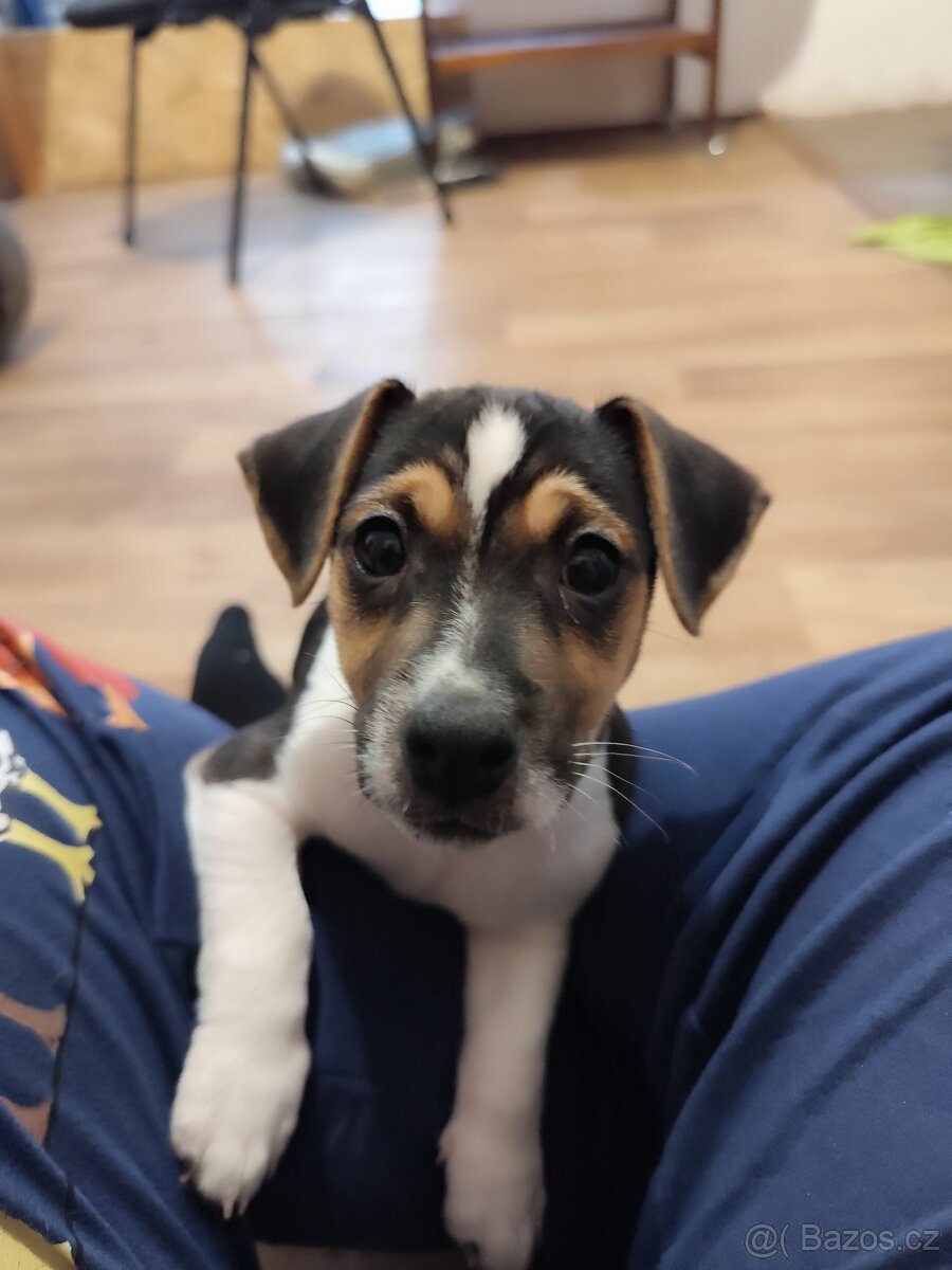 Jack Russell teriér - 7