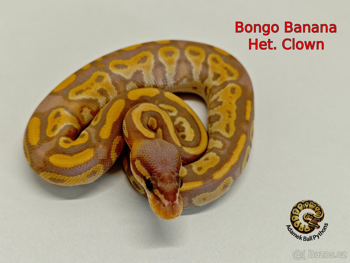 Krajta Královská - 7