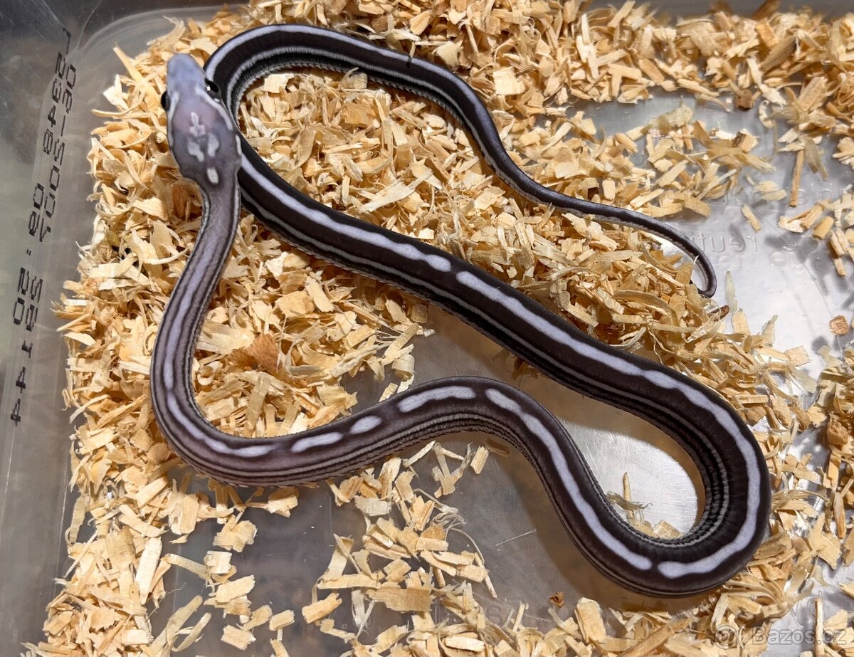 Užovka červená Scaleless - 7