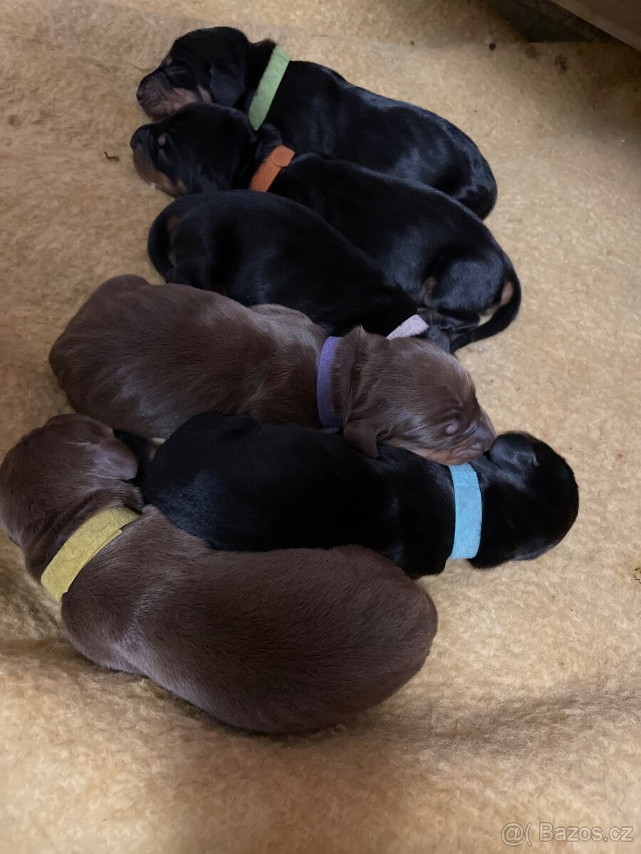 Jezevčík hladkosrstý standard s PP - 7