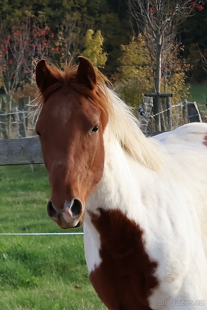 Dvouletý valach APH - 7PANEL - 7