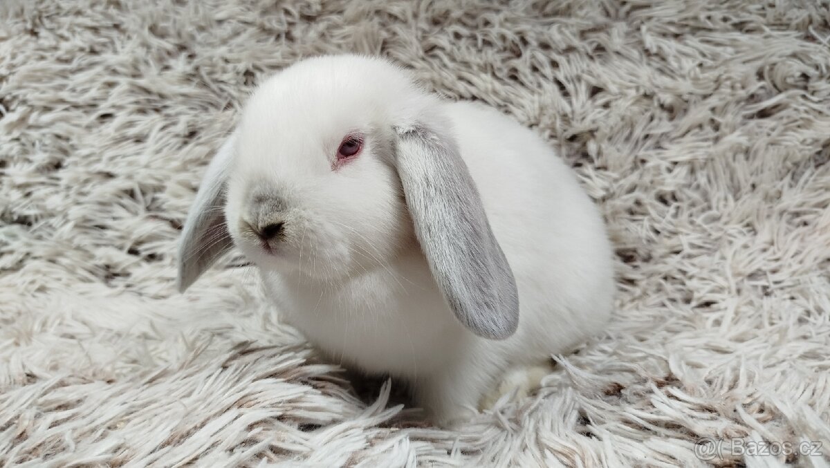 Zakrslý beránek, králíček, králík - MOLLY - 7