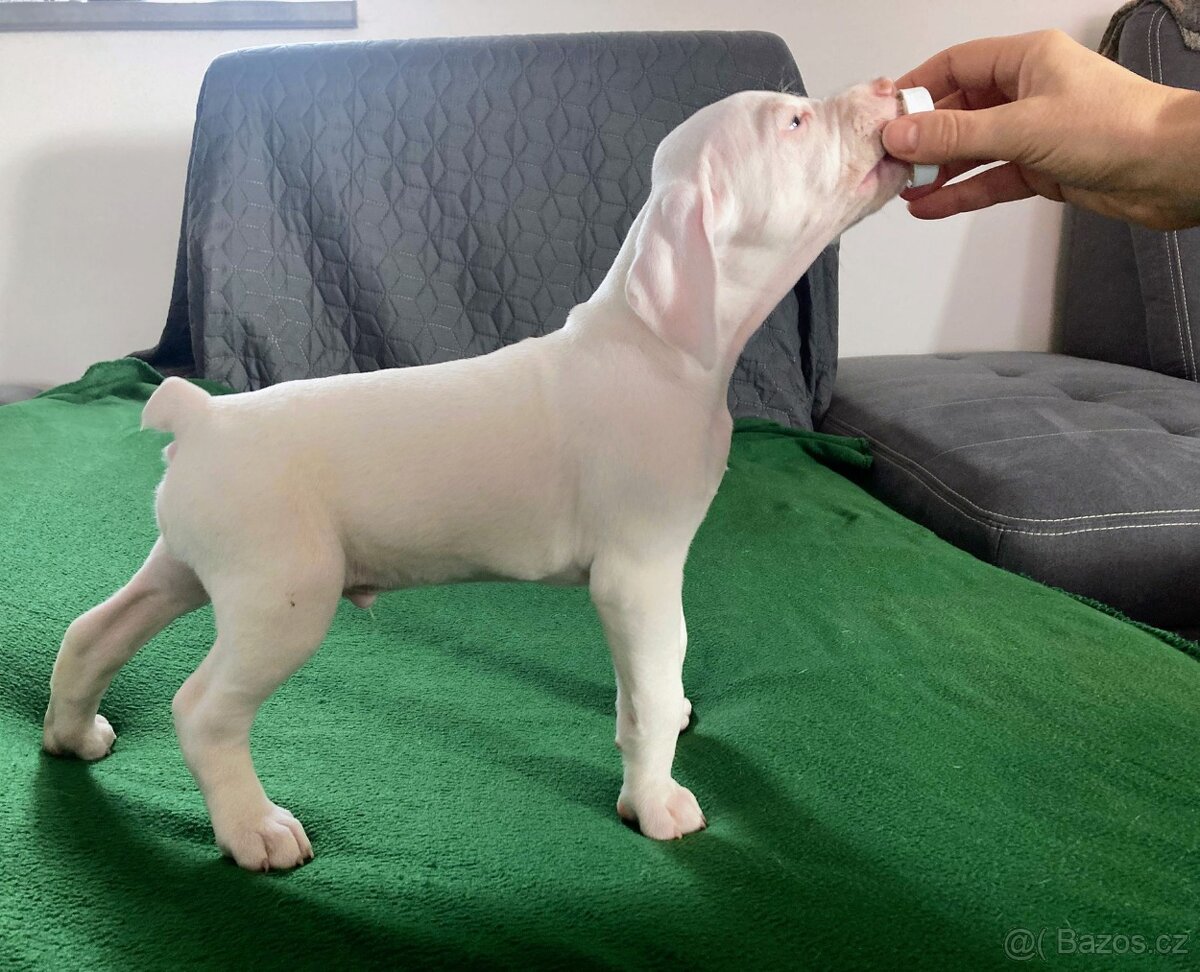 Bourbonský ohař - štěně s PP - 7