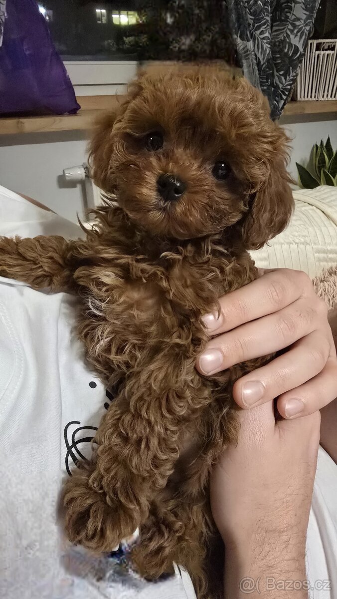 Cavapoo - 7
