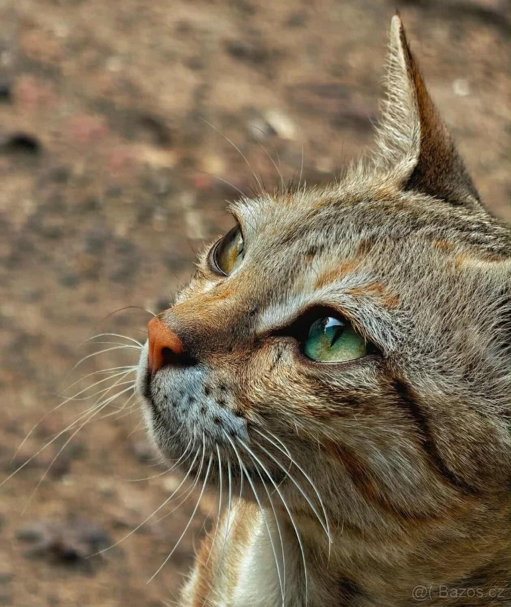 Vivo x200 pro zánovní +záruka - 7