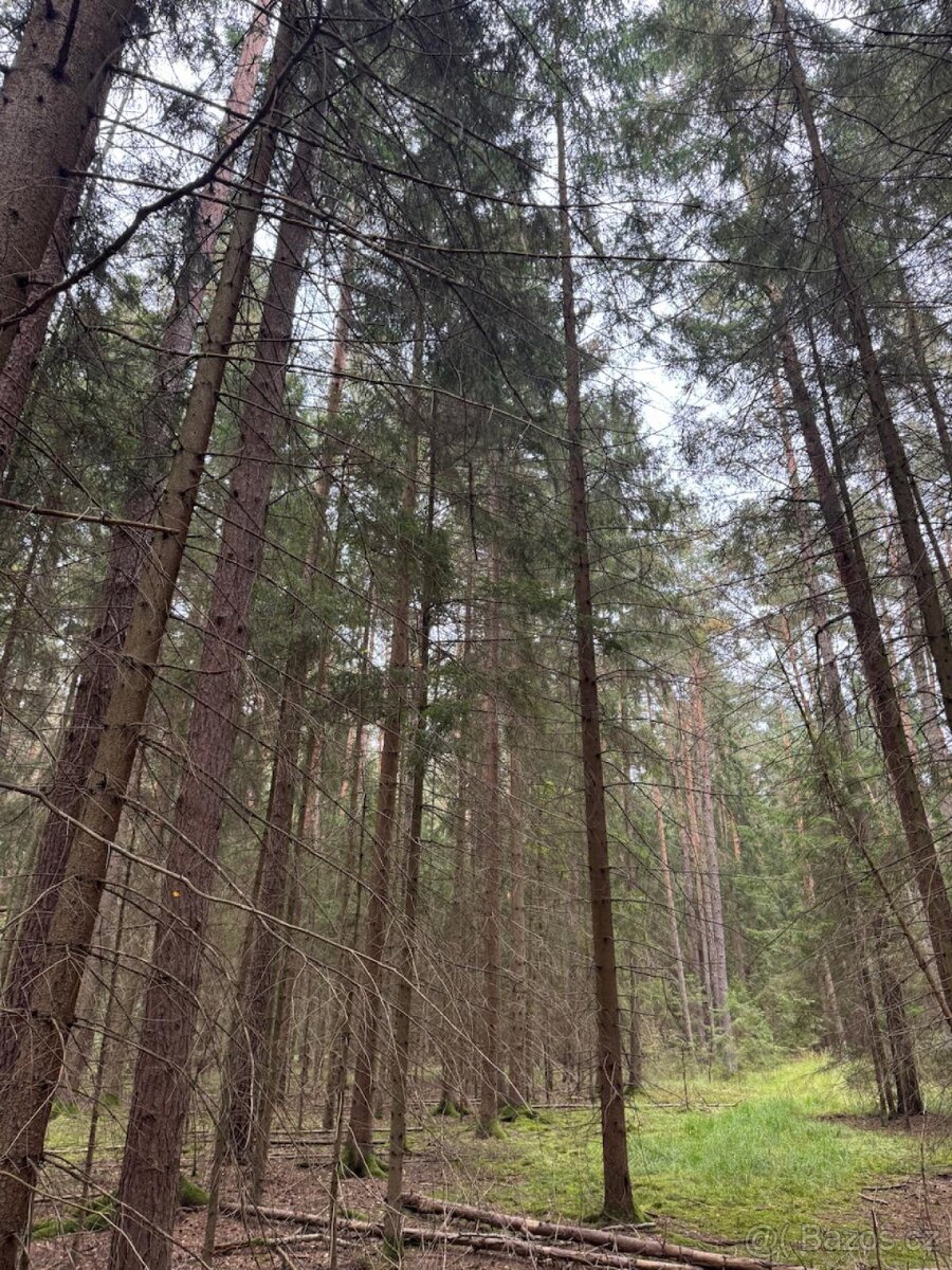 Prodej lesních pozemků k.ú. Zborov - 7