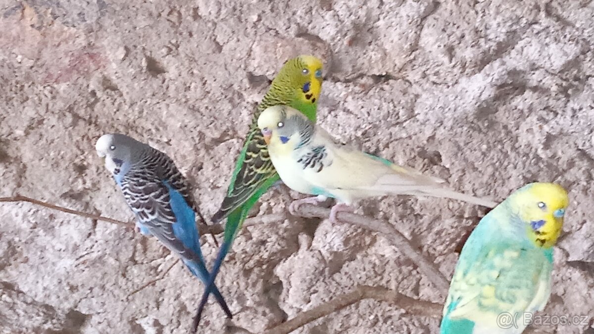 Andulka vlnkovaná - 7