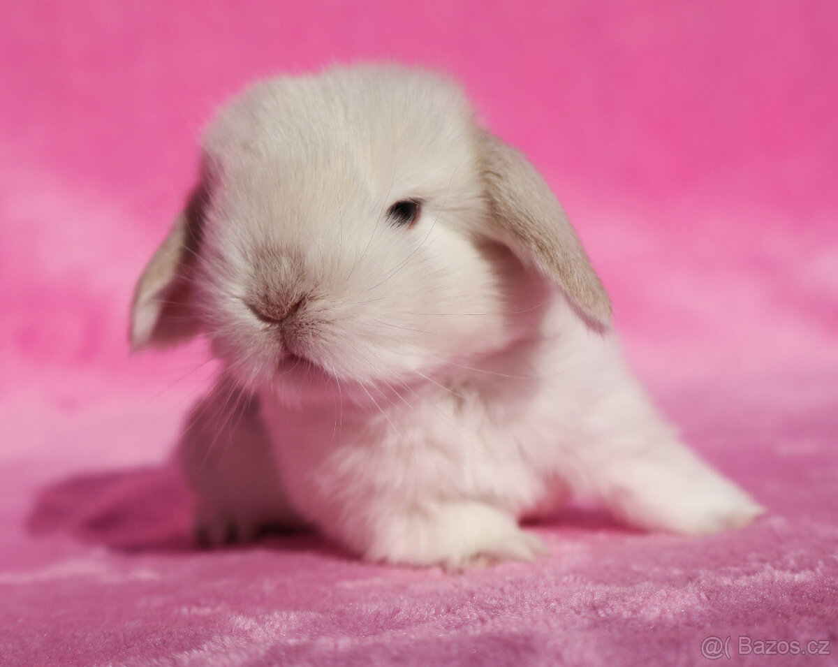 Zakrslí beránci NHD samečci . - 7