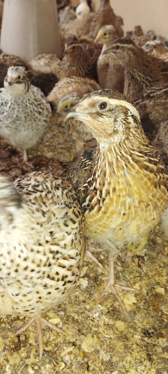 Křepelka japonská - 7