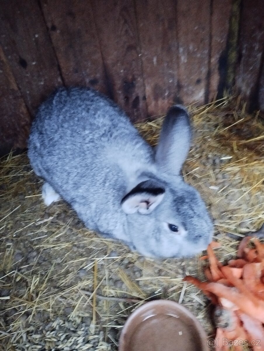 Prodám králíky.. - 7