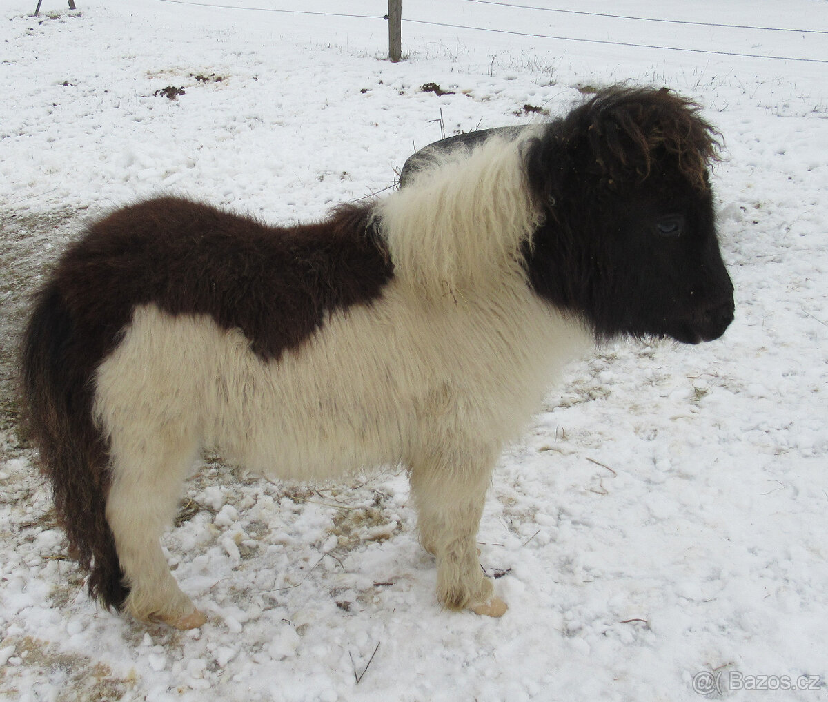 Shetland pony mini - 7
