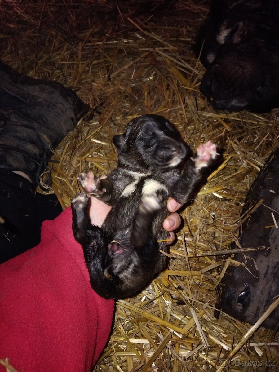 Kavkazský pastevecký pes - 7