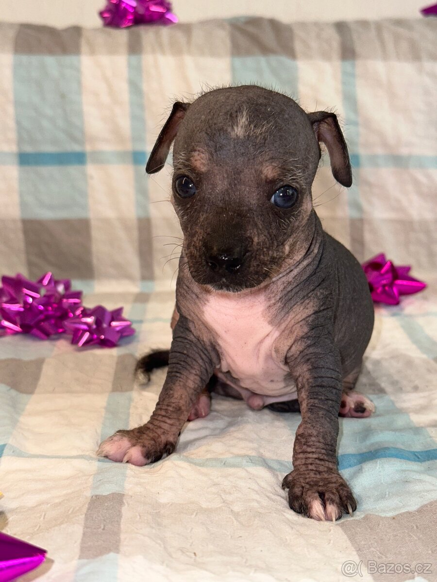 Hairless čivava - naháč - 7