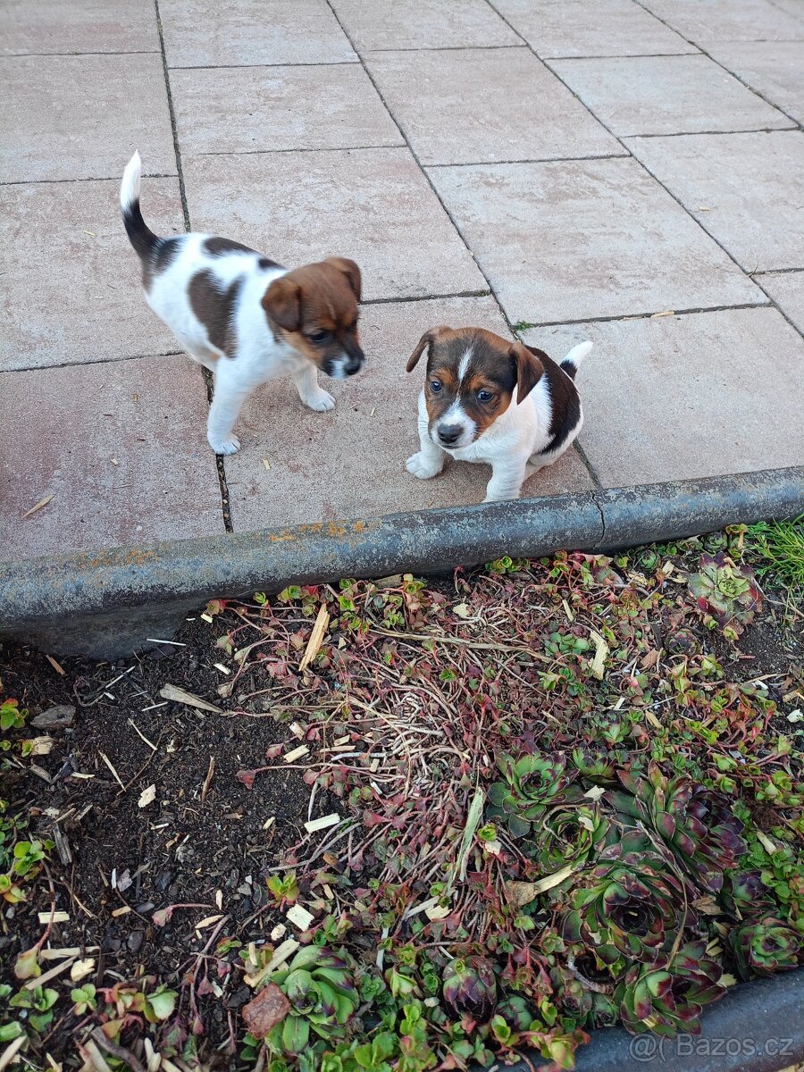 Jack Russel terier - 7