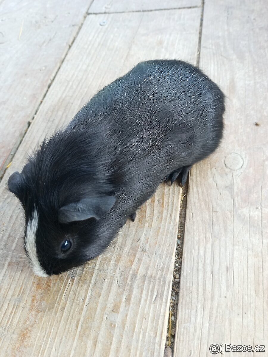 Morčata - samečci. Celý černý po CUY samci. - 7