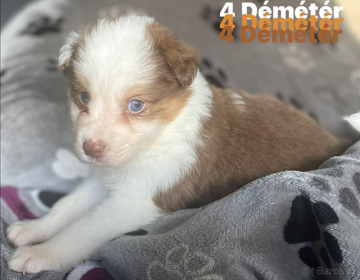 Border kolie s pp - 7