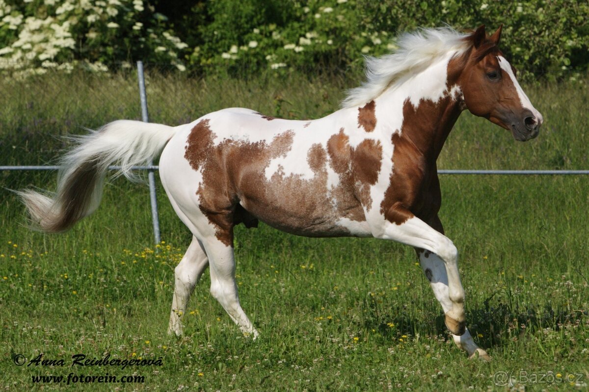 Paint Horse klisna po Cat Prints - 7