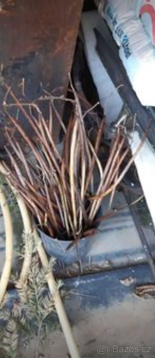 Semena vistárie a katalpy + stromky + vodní rostliny - 7