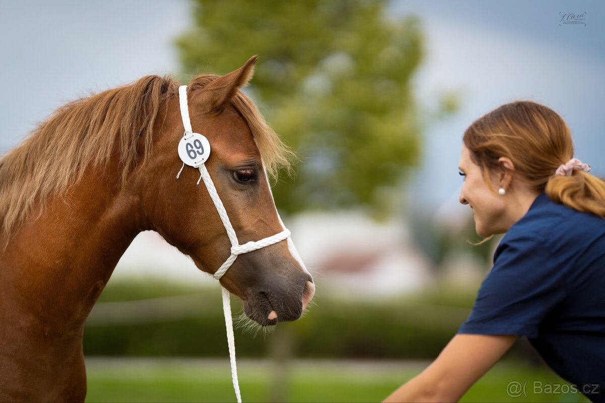 Klisna Welsh pony of cob type - 7