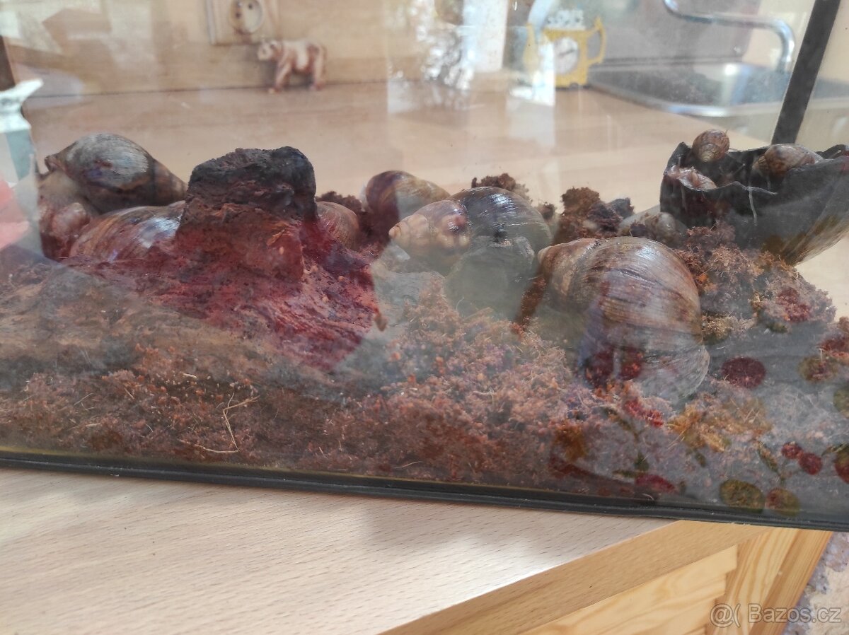 Šnek africký rodu achatina imacullata - 7