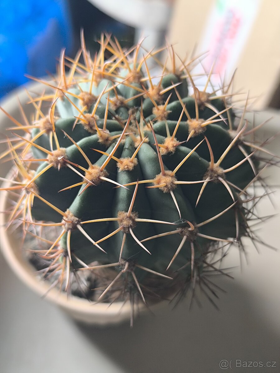 Kaktusy - 7