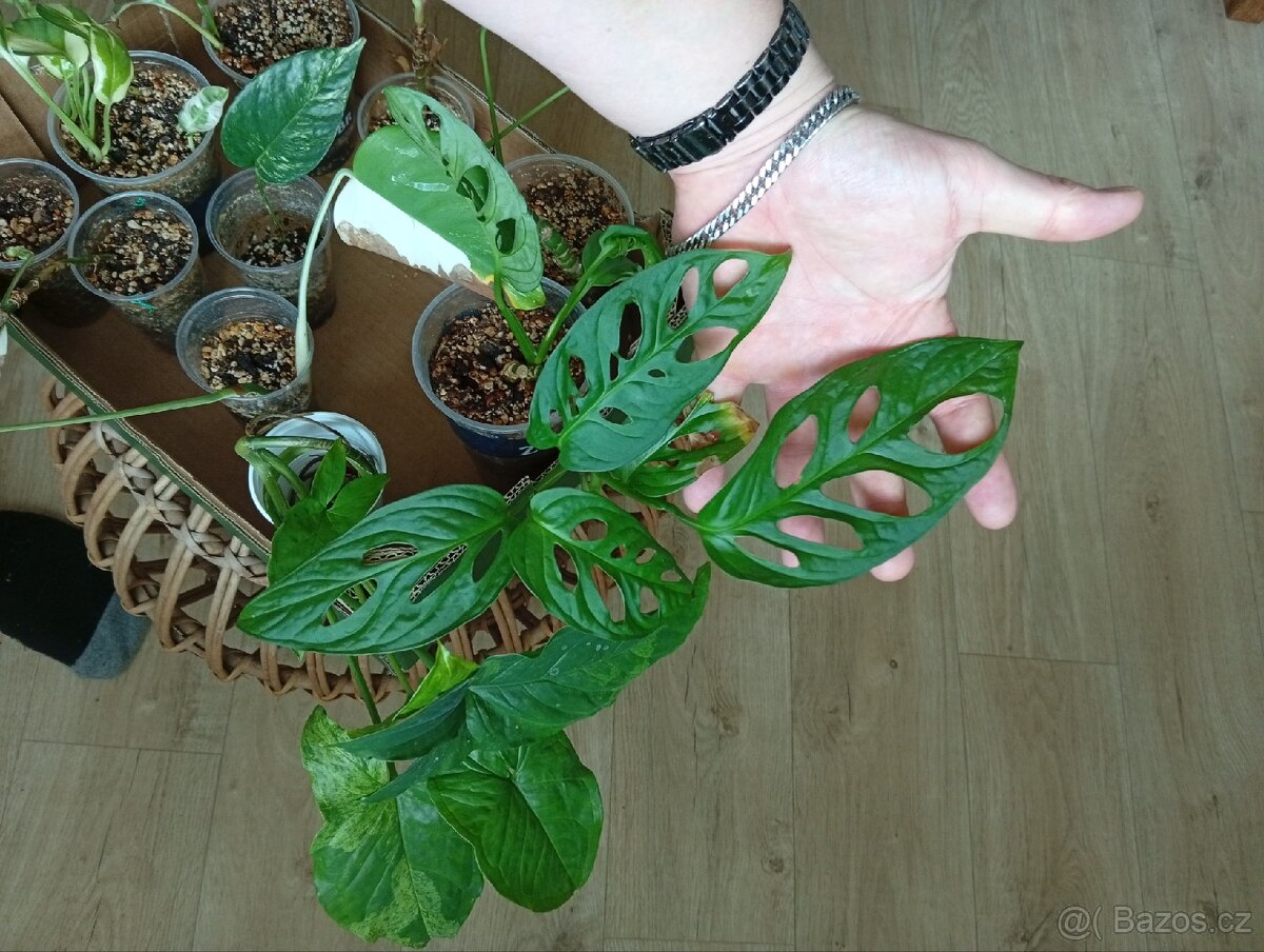 Pokojové rostliny - 7