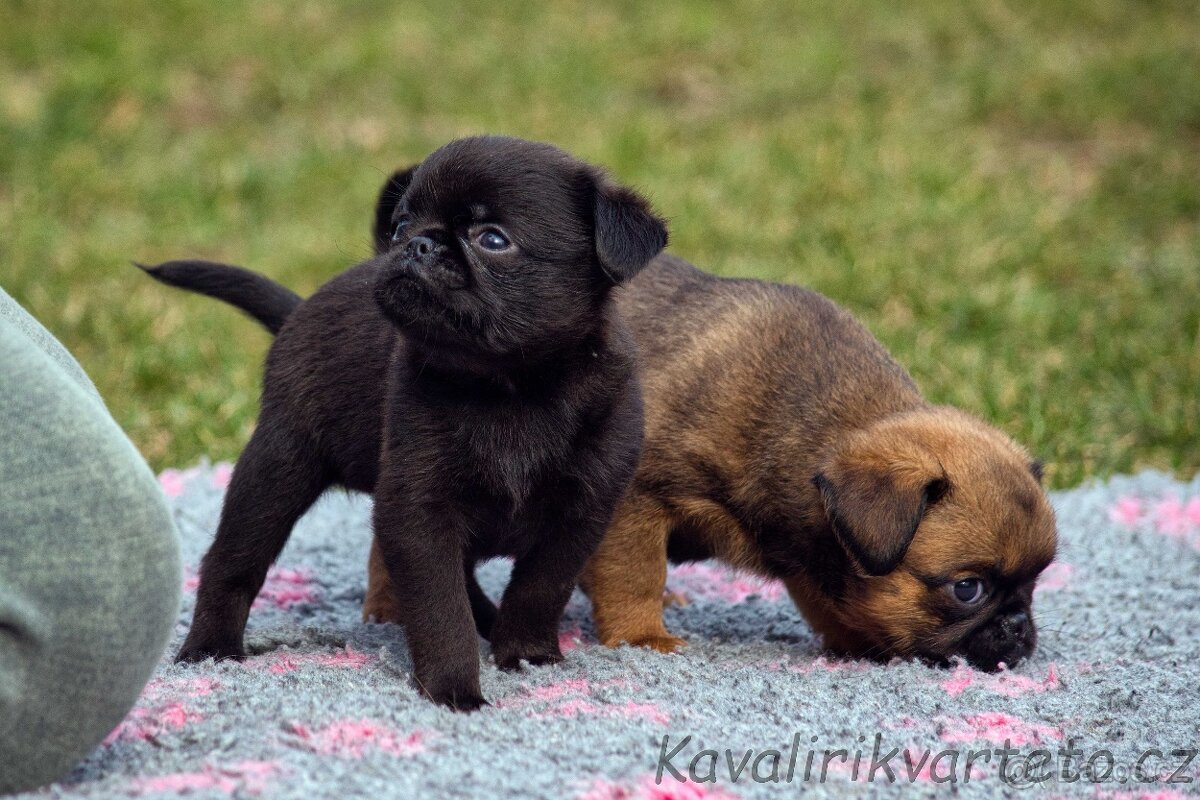 Brabantík s PP - pejsek - 7