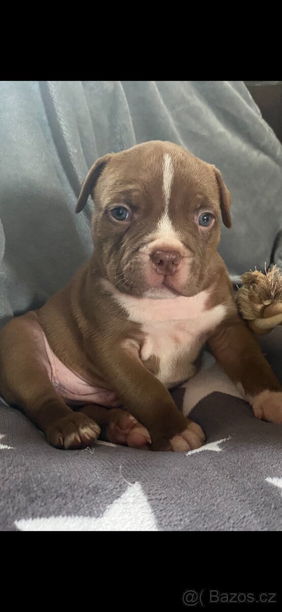 American Bully - 7