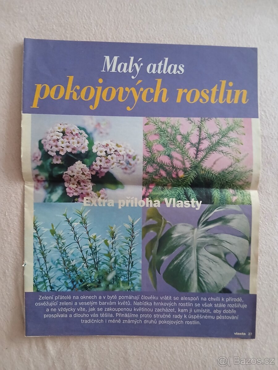 Pokojové rostliny - 7