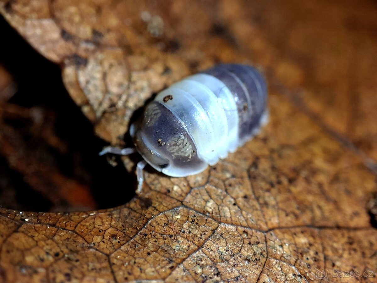 ISOPODY, CHVOSTOSKOCI, STRAŠILKY - 7