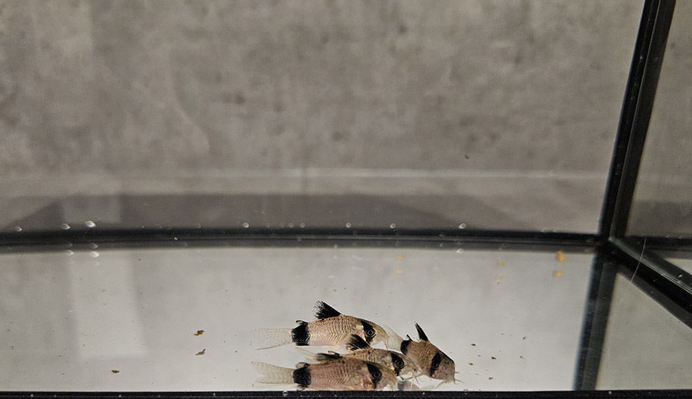 Neonky, kardinálky, gupky, pancéřníčci, ancistrusi, šneci - 7