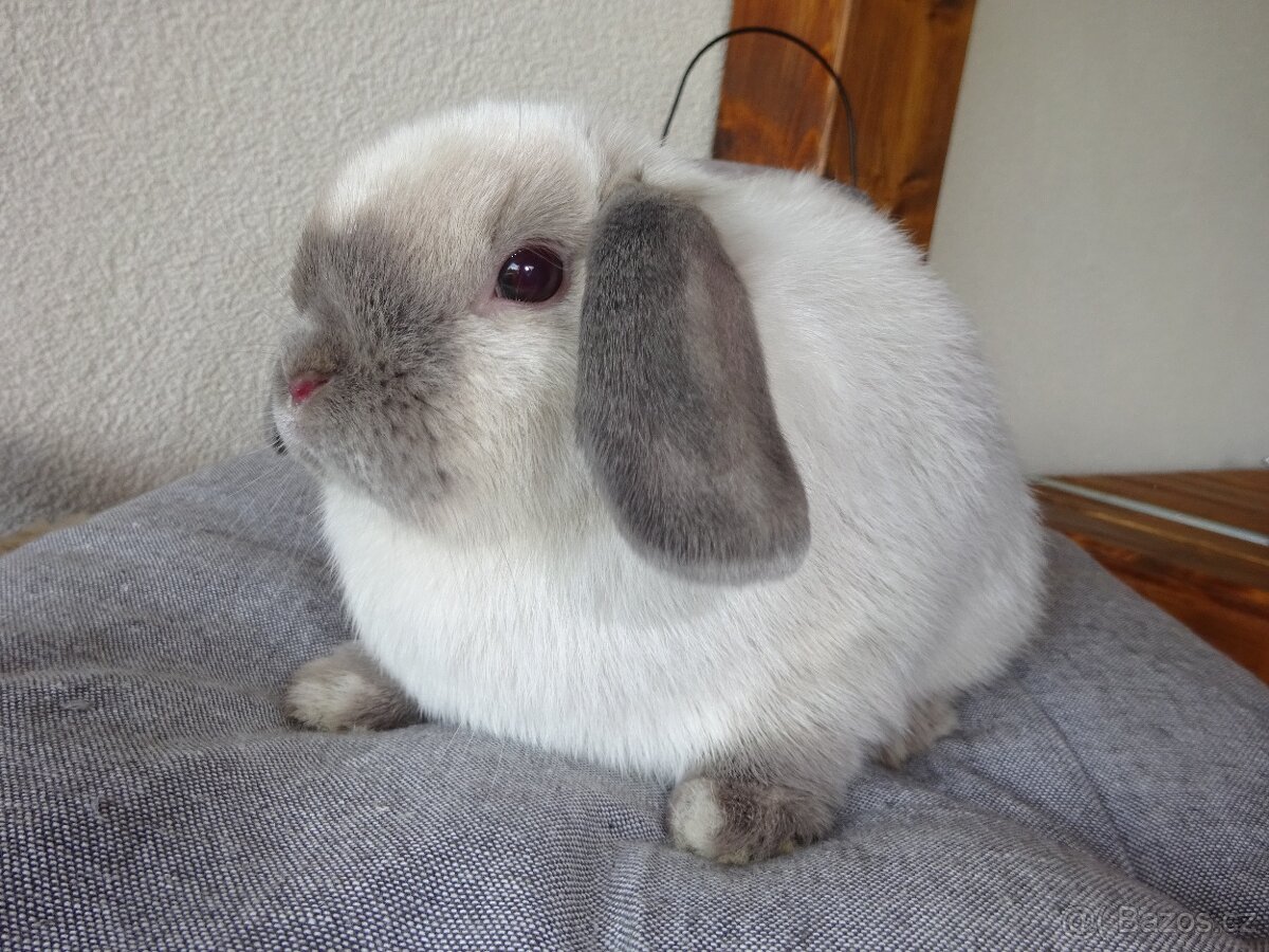 Minilop - samička - 7