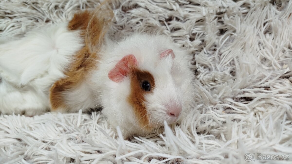 Morče, Morčata, Morčátko, Morčátka - DARWIN A MERLIN - 7