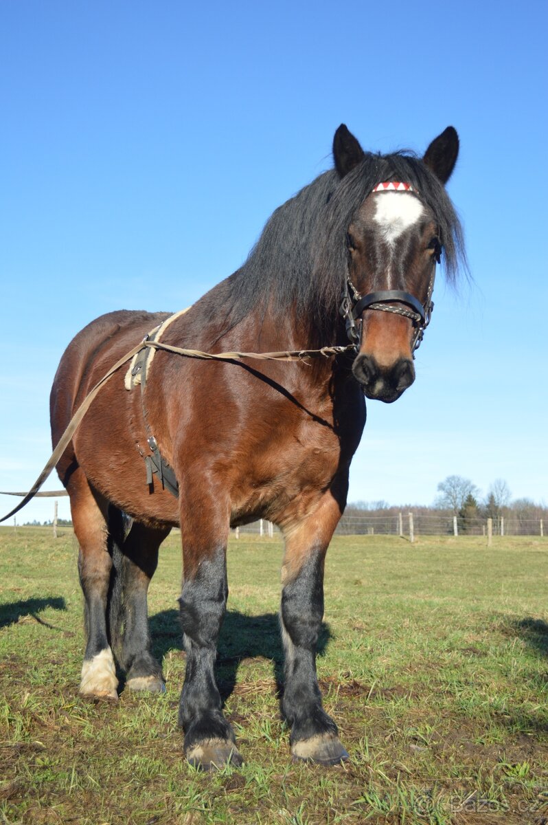 Prodám norického valacha - 7