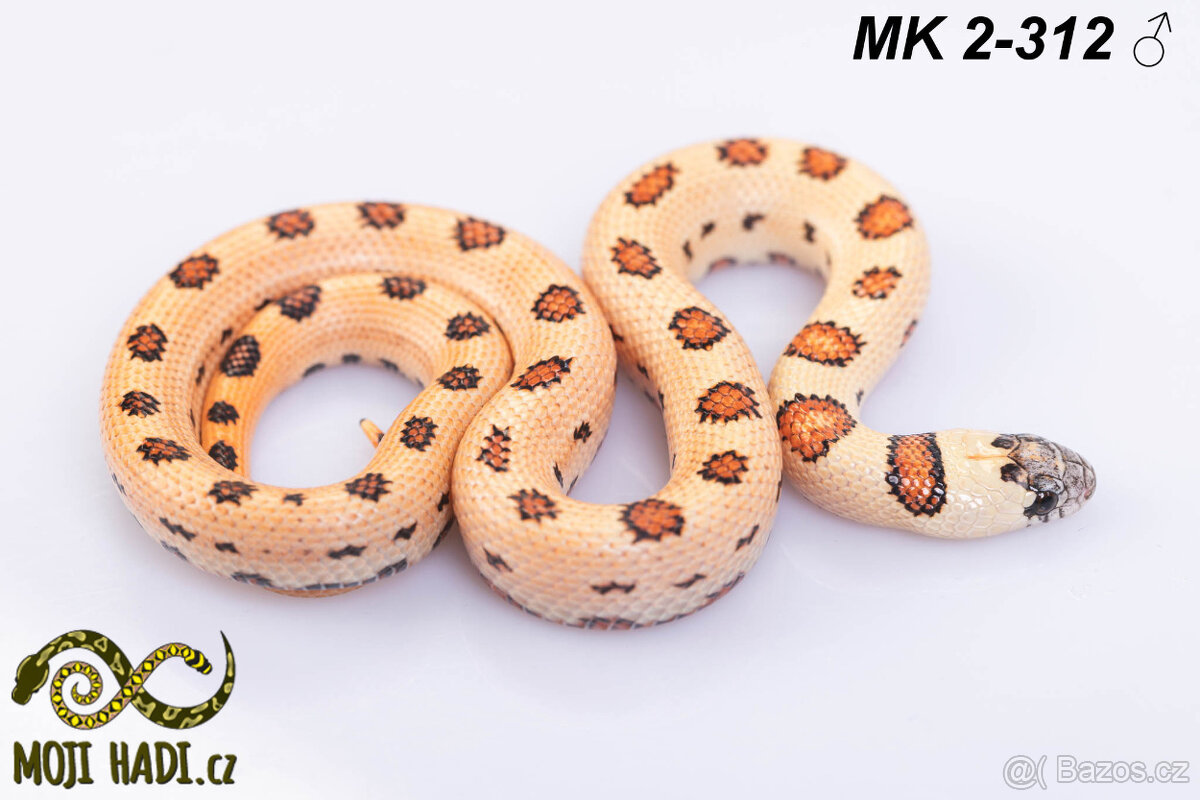 Lampropeltis MAGMAKING - 7