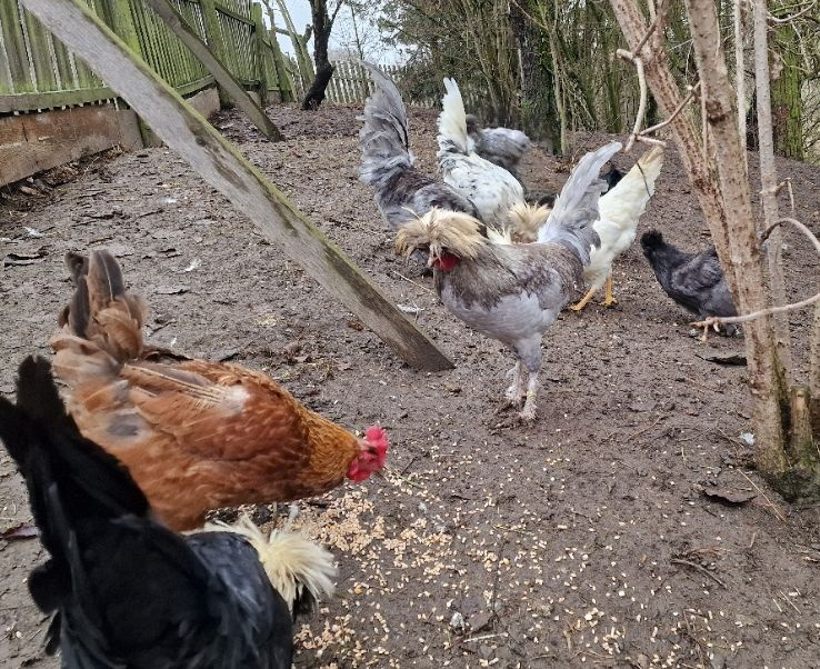 Kohouti Holanďanky, Hedvábničky - 7