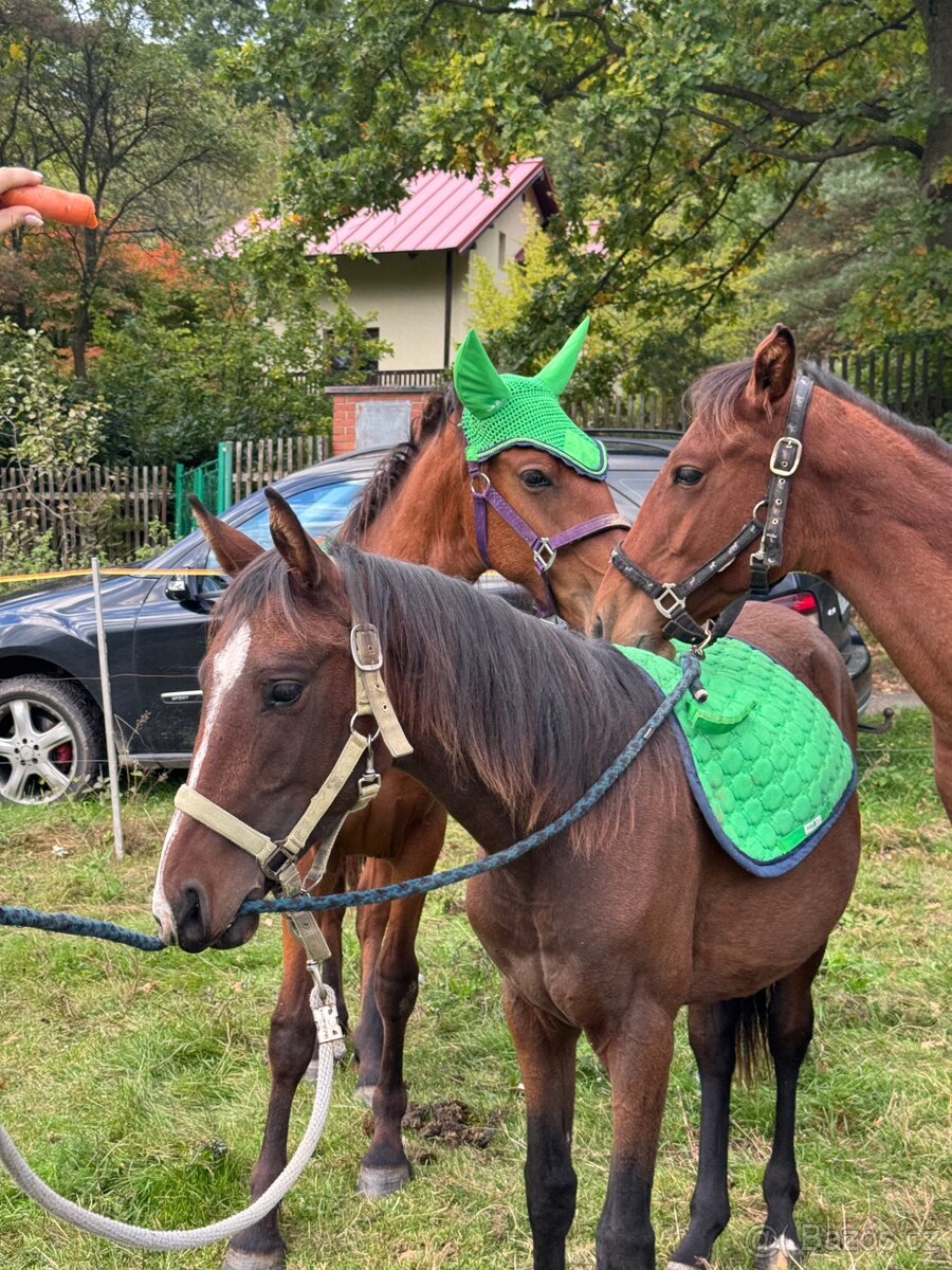 Úžasný hřebeček - 7