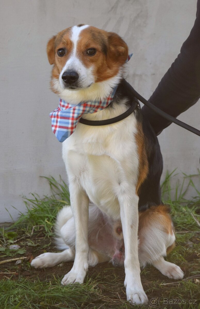 Bobi - hledá si člověka, kterému dokáže věřit. - 7