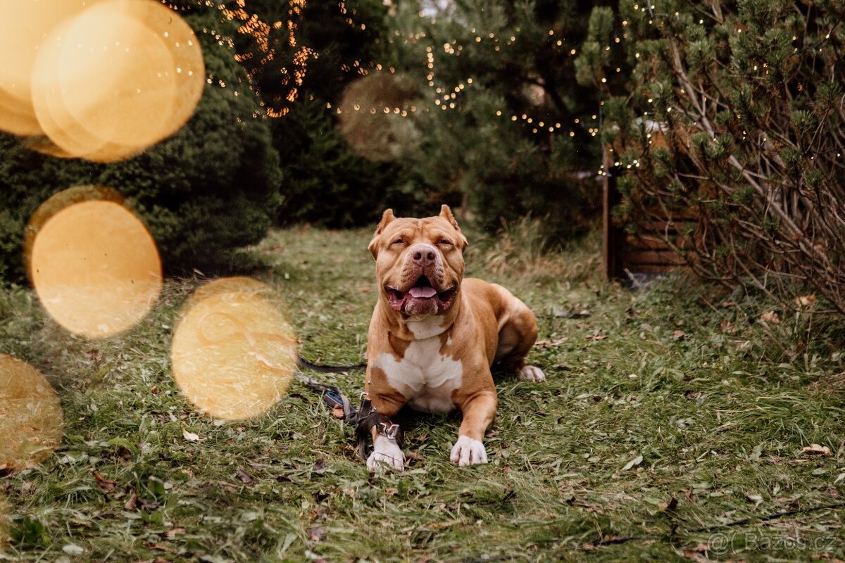 Krytí American Bully XL s PP - 7