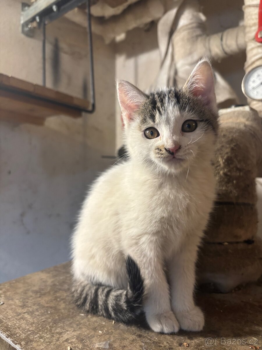 Kočka domácí - 7